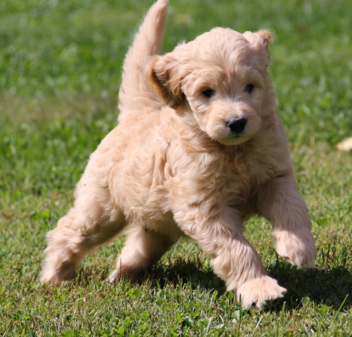 How Much Does a Golden Doodle Puppy Cost?