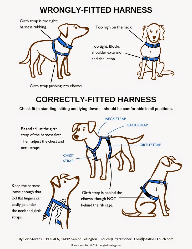 How To Put on a Dog Harness Correctly